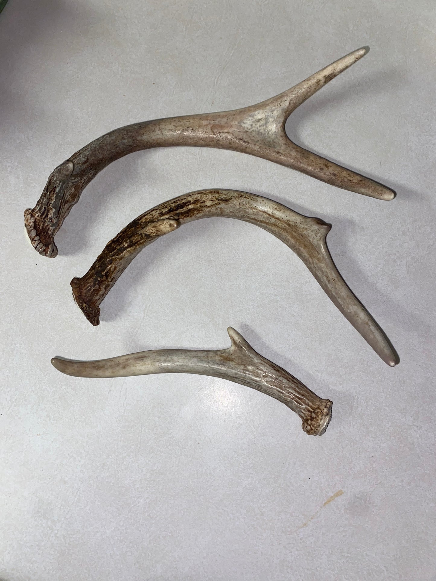 Deer Antlers