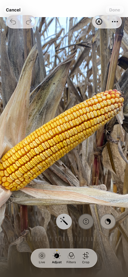 Ear of Field Corn (Pack of 8)