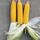 Corn Decorations